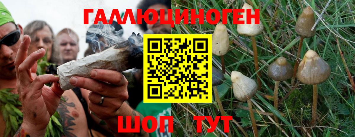 Псилоцибиновые грибы мицелий Великие Луки